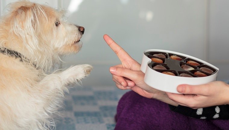 Dog giving paw asking for valentines chocolate