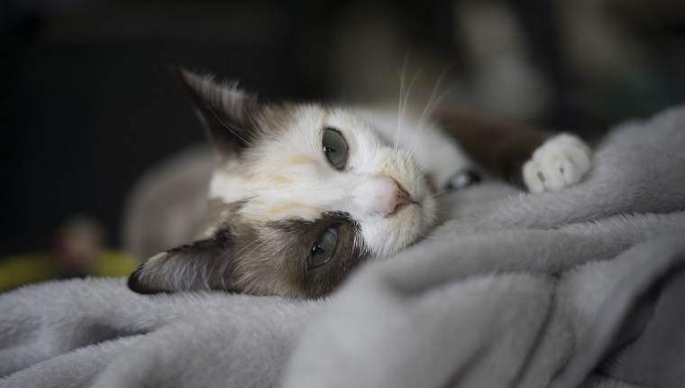 Schließen Sie herauf siamesisches Katzenkätzchen auf dem Bett