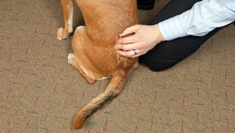 Ein Chiropraktiker führt eine Anpassung an der Wirbelsäule eines Hundes durch.  Tierchiropraktik wird als alternative Behandlungsmethode immer beliebter.