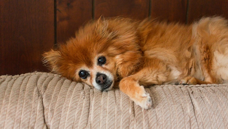 Älterer Hund, der auf Couch legt.  Kleiner Hund ist ein pommerscher Hund, verwöhntes Haustier.  Konzeptionelles Bild für Traurigkeit, Depression und Einsamkeit.