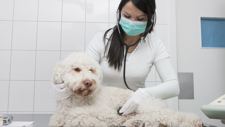 Junger Tierarzt untersucht Hund mit Stethoskop in der Klinik