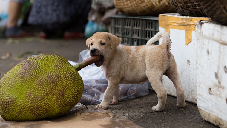 Seitenansicht des beißenden Jackfruit-Stiels des Welpen am Markt