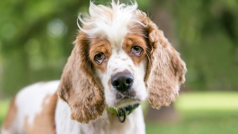 A Cocker Spaniel mixed breed dog with ectropion or drooping eyelids