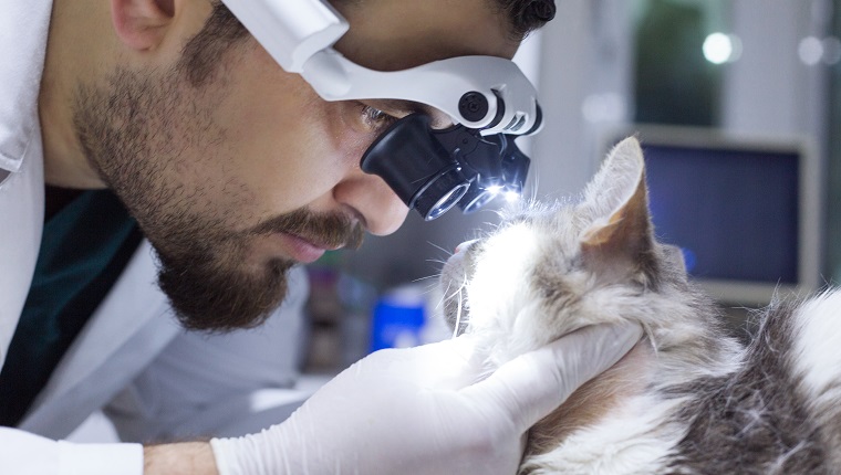 Tierarzt untersucht Katze mit wunden Augen