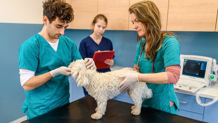 Tierärztliche Mannschaftsärzte untersuchen den Hund in der Klinik.