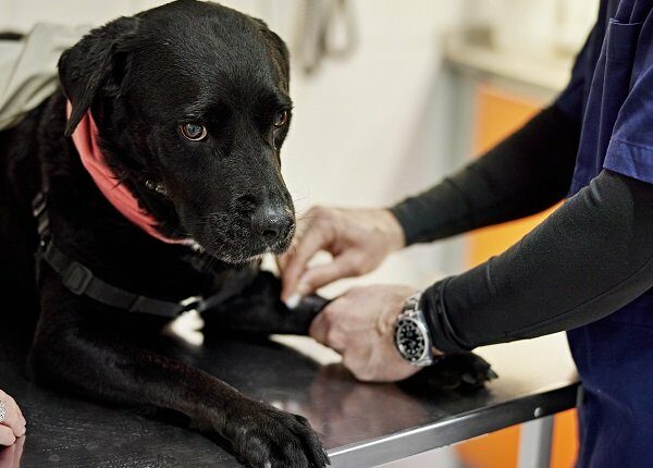 Close-up of female dog owner comforting her stoical dog while male veterinarian conducts check-up.