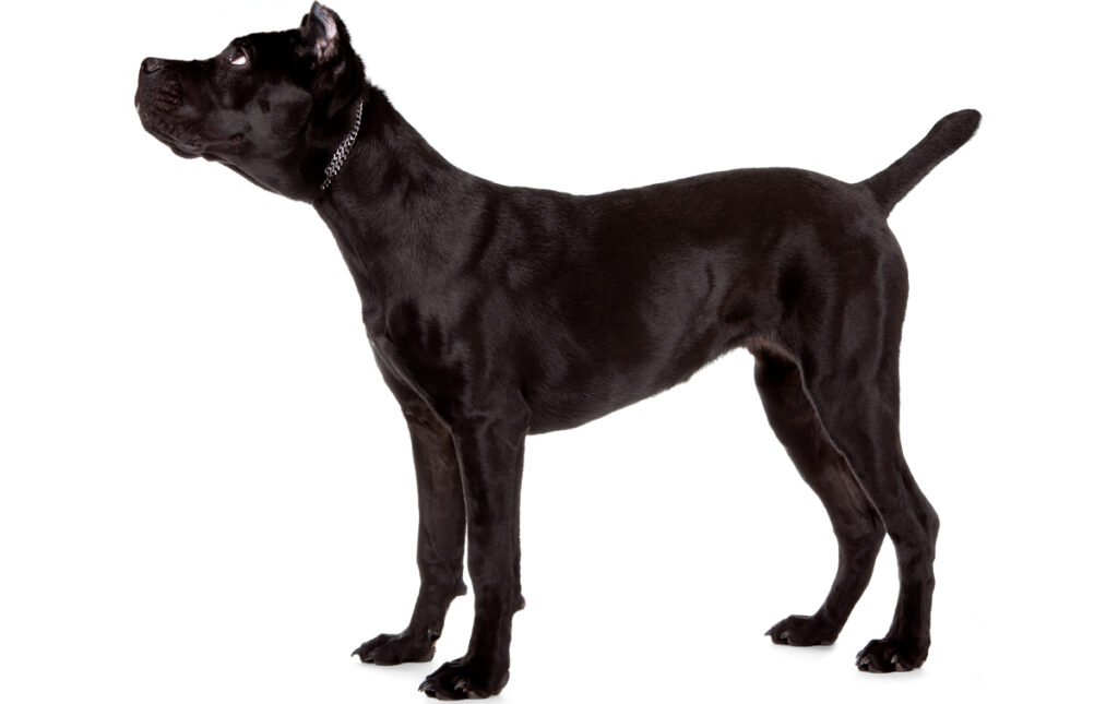 Informationen, Bilder, Eigenschaften und Fakten zur Hunderasse Cane Corso