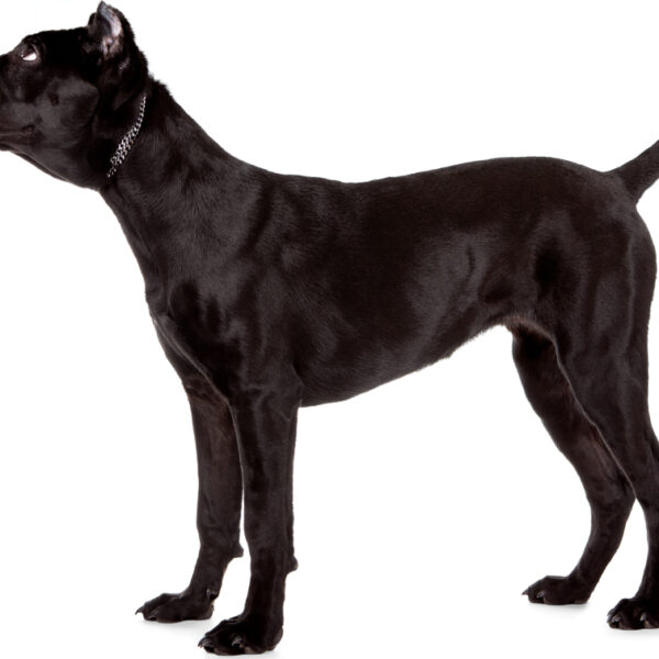 Informationen, Bilder, Eigenschaften und Fakten zur Hunderasse Cane Corso
