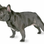 Informationen, Bilder, Eigenschaften und Fakten zur Hunderasse Französische Bulldogge – DogTime