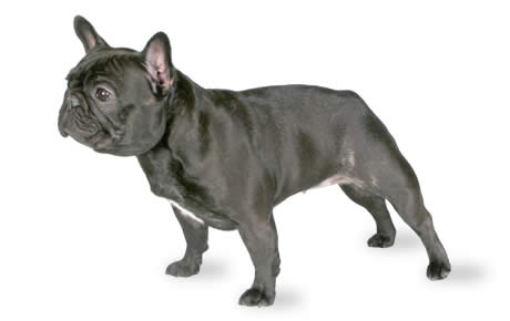 Informationen, Bilder, Eigenschaften und Fakten zur Hunderasse Französische Bulldogge – DogTime
