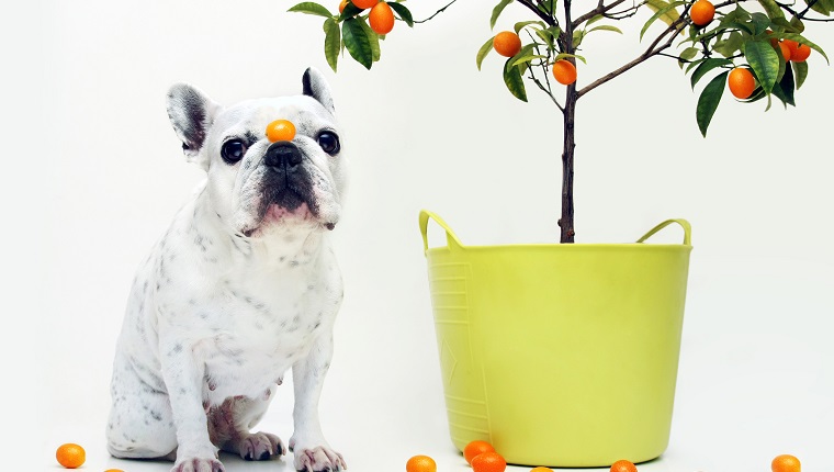 Französische Bulldogge Kumquats Juanto Baum, weißer Hintergrund.
