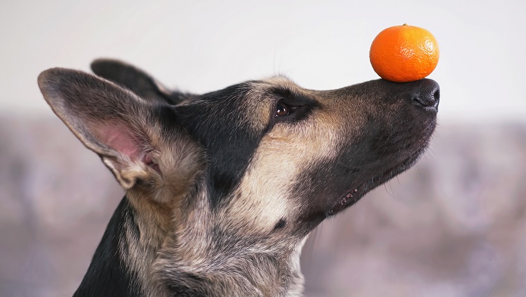 Das Porträt eines jungen osteuropäischen Schäferhundes, der im Haus posiert und eine orangefarbene Mandarine auf der Nase hält