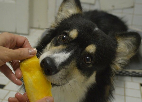 Dog eating mango. Inspired in the brazilian expression "o cao chupando manga"