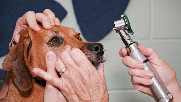 Tierarzt überprüft die Augen des Hundes.  Horizontal.
