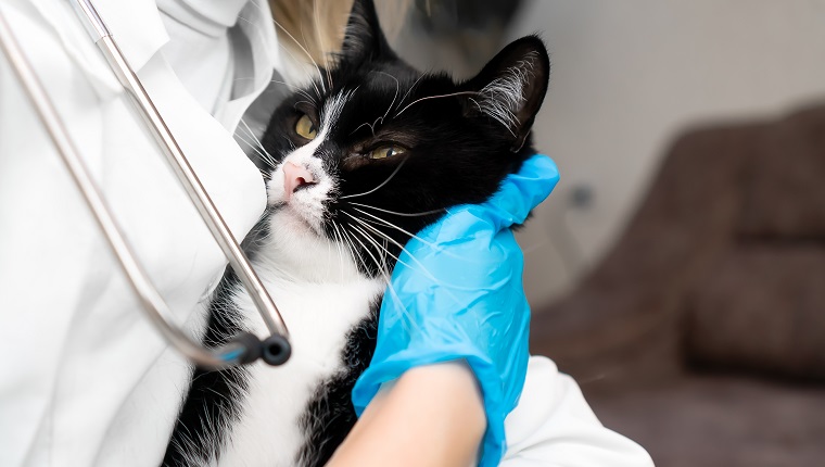 Tierarzt in einem weißen Mantel mit Phonendoskop und blauen Handschuhen hält eine schwarz-weiße Katze in seinen Armen, Nahaufnahme