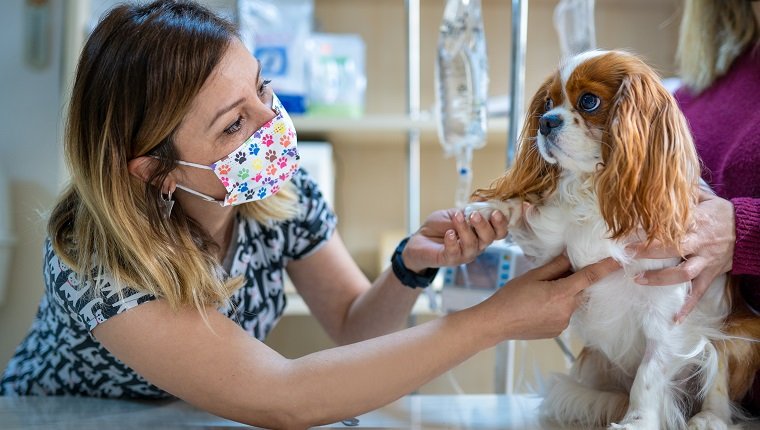 Female veterinarian examines the dog in its owner