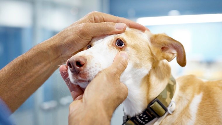 Cropped image of male veterinarian examining dog