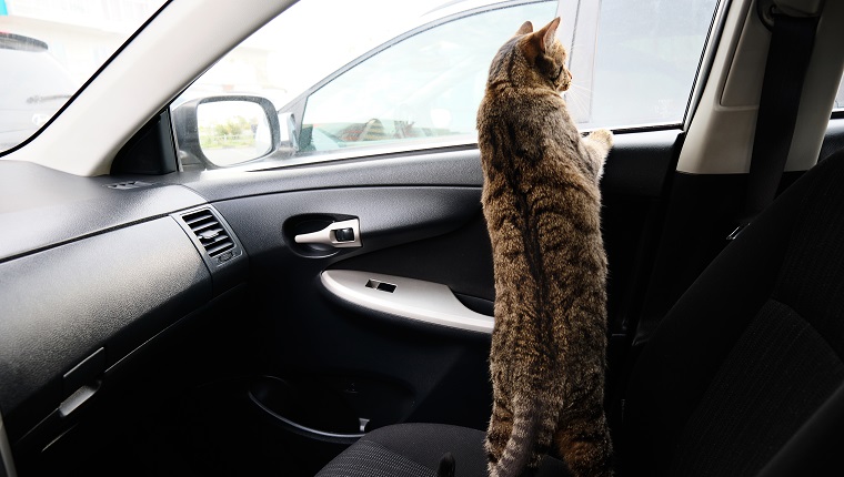 Grau gestromte, neugierige Katze, die auf dem Beifahrersitz des Autos sitzt und aus dem Fenster auf die Straße blickt.  Reiten und reisen Sie mit Ihren Haustieren.
