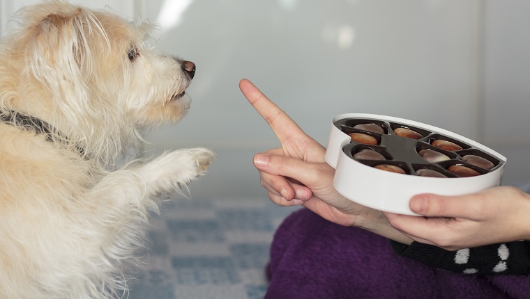 Hund gibt Pfote und fragt nach Schokolade zum Valentinstag