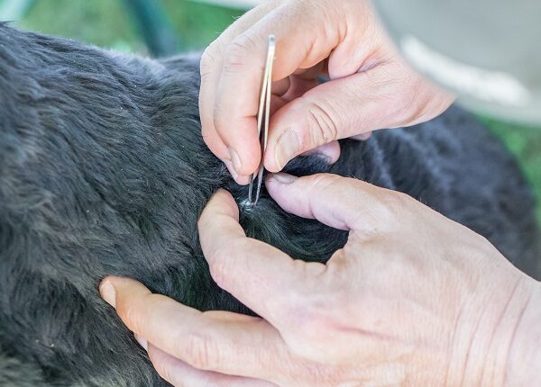 A tick is removed from a dog with black fur by a man with tweezers, Germany