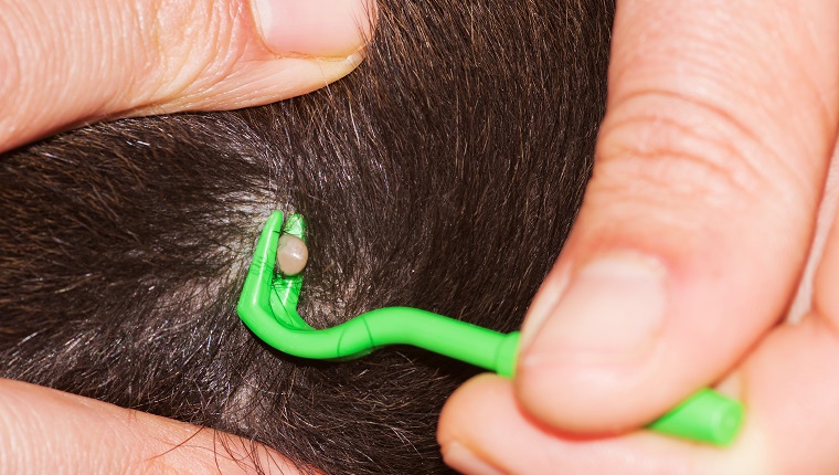 Nahaufnahme einer vollen Zecke im Fell eines Hundes mit menschlichen Händen, die eine grüne Zange halten, um sie zu entfernen