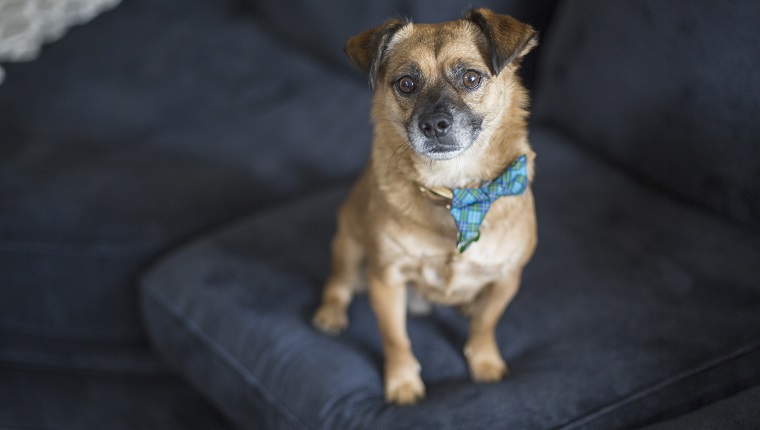 Hochwinkelporträt des Hundes auf blauem Sofa zu Hause