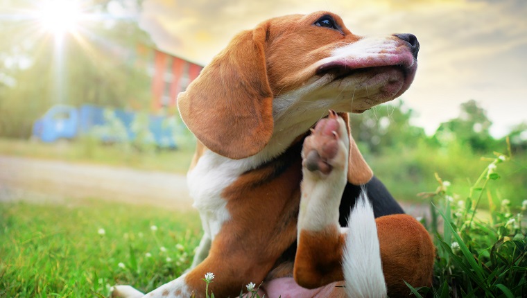 Beagle-Hund kratzt Körper auf grünem Gras im Freien im Park an sonnigen Tagen.