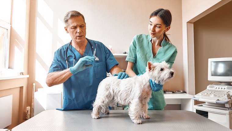 Es wird ein wenig weh tun.  Ein männlicher Tierarzt mittleren Alters wird einem kleinen Hund eine Injektion geben, während seine Assistentin einen Patienten versorgt.  Tierklinik.  Haustierpflegekonzept.  Medizin-Konzept.  Tierklinik