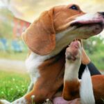 Beagle dog scratching body on green grass outdoor in the park on sunny day.