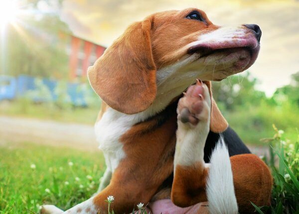 Beagle dog scratching body on green grass outdoor in the park on sunny day.
