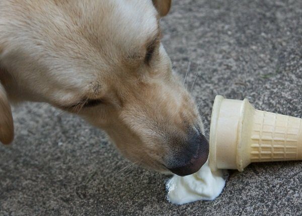 A dog eating a dropped ice cream cone on the sidewalk