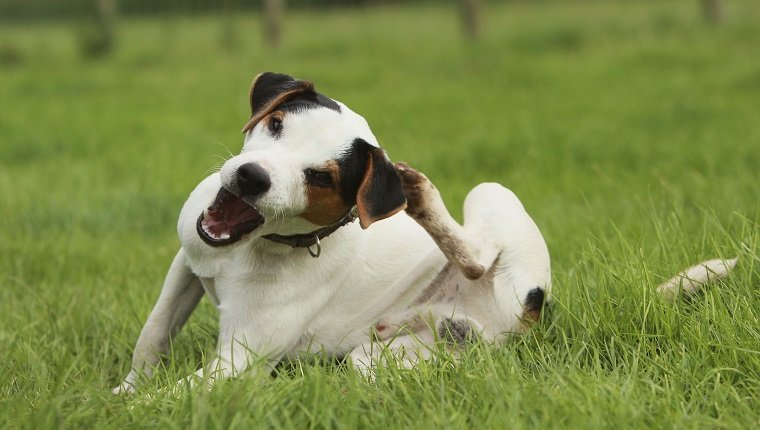Jack Russell Terrier (Canis Lupus Familiaris) Kratzen, UK