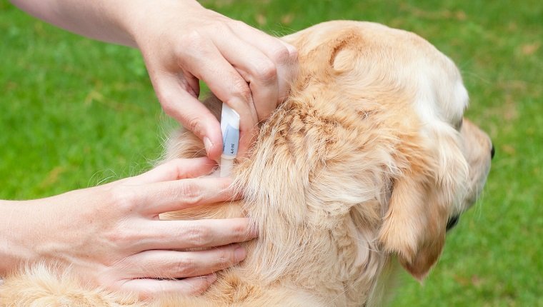 Zeckenprävention für Hunde mit einem Spot-On