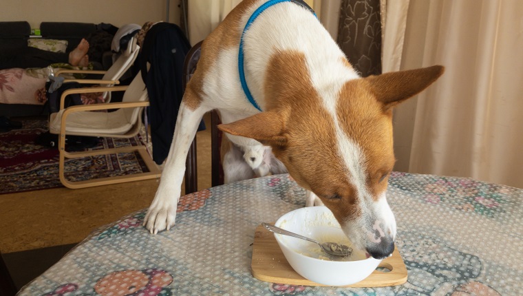 Hungriger Basenji-Hund, der auf einem Tisch steht und Teller mit Hüttenkäseresten leckt