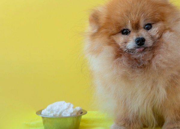 A small Pomeranian dog is sitting on a litter next to a bowl of cottage cheese, the muzzle is stained with cottage cheese close-up.
