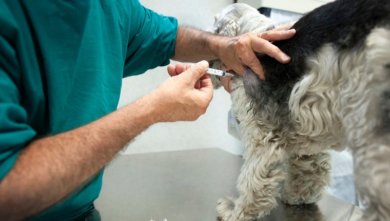 Der Tierarzt führt eine Nadelbiopsie an einem Cocker-Hund durch.