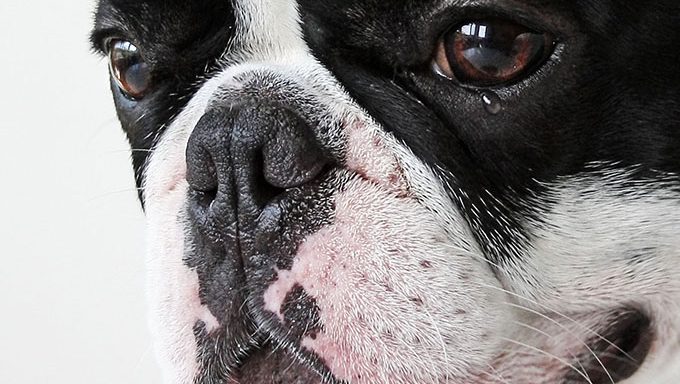 Französische Bulldogge mit Tränen