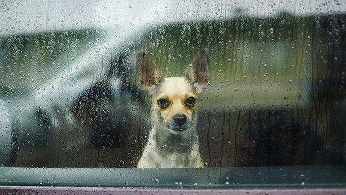 Hund schaut im Regen aus dem Fenster