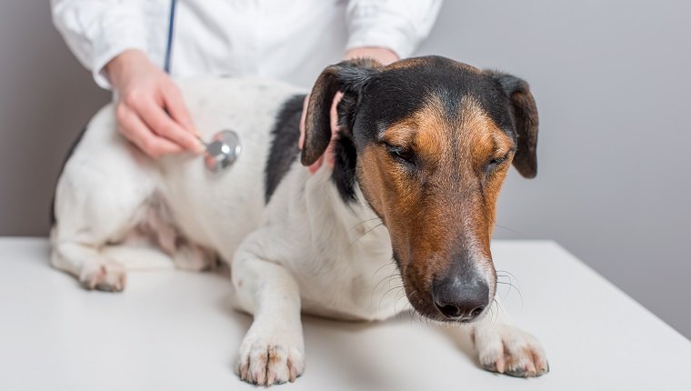 Helfen Sie mir, ich bin ein kranker Hund!  Tierarzt untersucht Hund.