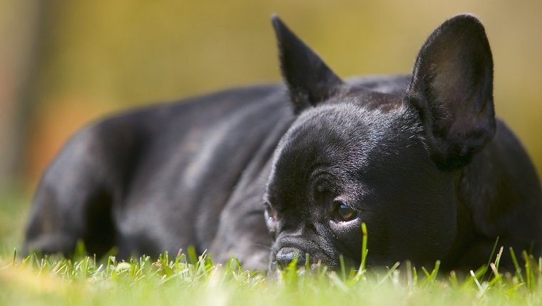 Modell und Eigentum freigegeben.  Welpe der französischen Bulldogge, der im Gras liegt.