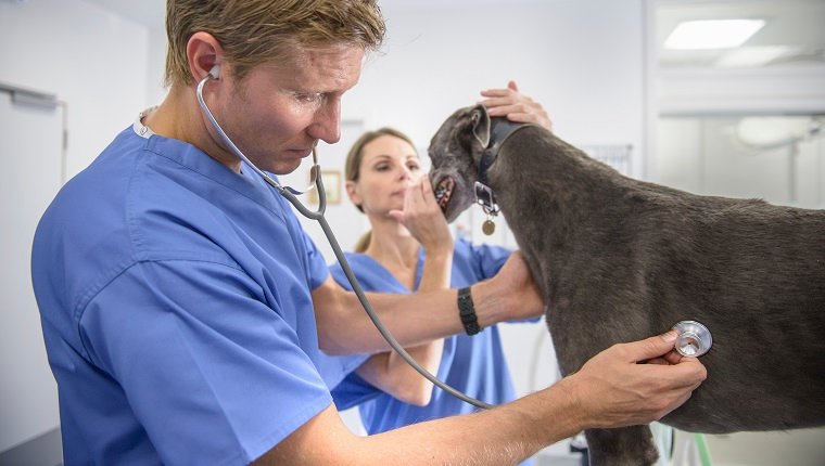 Vets examining greyhound with stethoscope on table in veterinary surgery