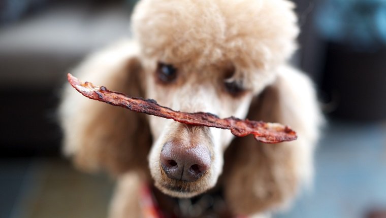 Standard Poodle balancing a piece of bacon on his nose.