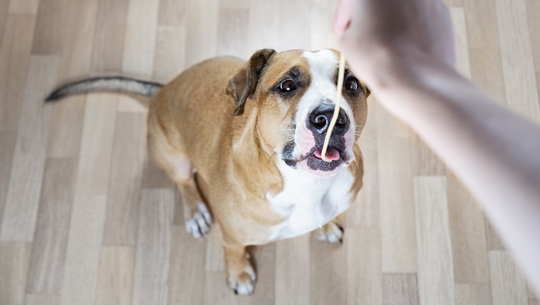 Einem Staffordshire-Terrier-Hund menschliche Nahrung (Nudeln) geben, aus der Sicht der Person