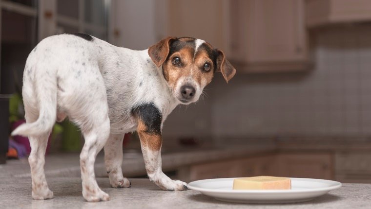 Hund stands as a thief on the table - jack russell terrier,
