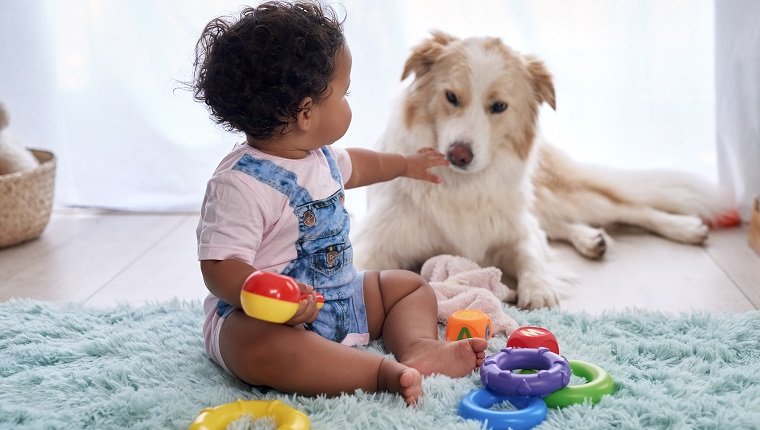 Baby girl sitting on floor playing with family pet dog, child friendly border collie