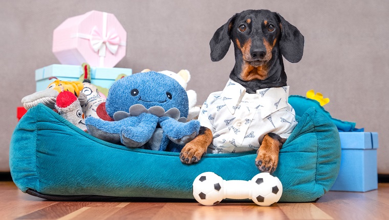 Dachshund im festlichen Hemd liegt im Haustierbett, umgeben von einem Haufen Spielzeug und Geschenkboxen, die zum Geburtstag gegeben wurden.  Egoistischer Hund hat alle Spielsachen an seinem Platz gesammelt und will sie nicht teilen, bewacht sie.