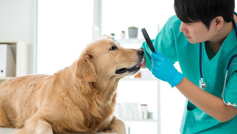 Der Tierarzt untersucht die Augen des Golden Retriever-Hundes im Untersuchungsraum des Krankenhauses.