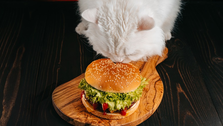 Süße, flauschige Katze mit Sonnenbrille in der Nähe von Burger auf dunklem Hintergrund.  Kitty mit leckerem Fast-Food-Essen mit Fleischkotelett, Zwiebeln, Gemüse, geschmolzenem Käse und Soße.  Foto in hoher Qualität