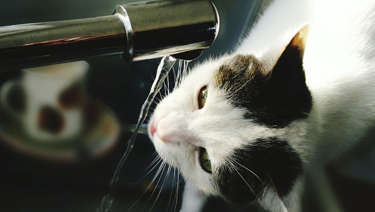Nahaufnahme der Katze, die Wasser aus laufendem Wasserhahn in der Küche zu Hause trinkt