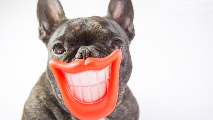 Zahngesundheit bei Hunden